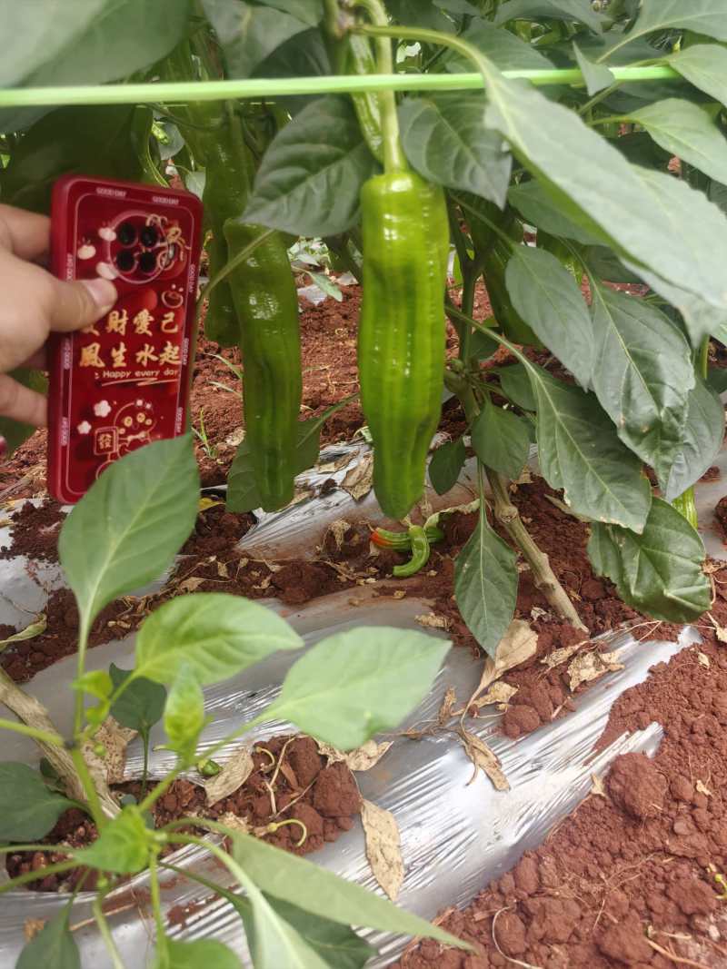 苏椒炮王芜湖椒广东湛江货海南基地直发全国各地