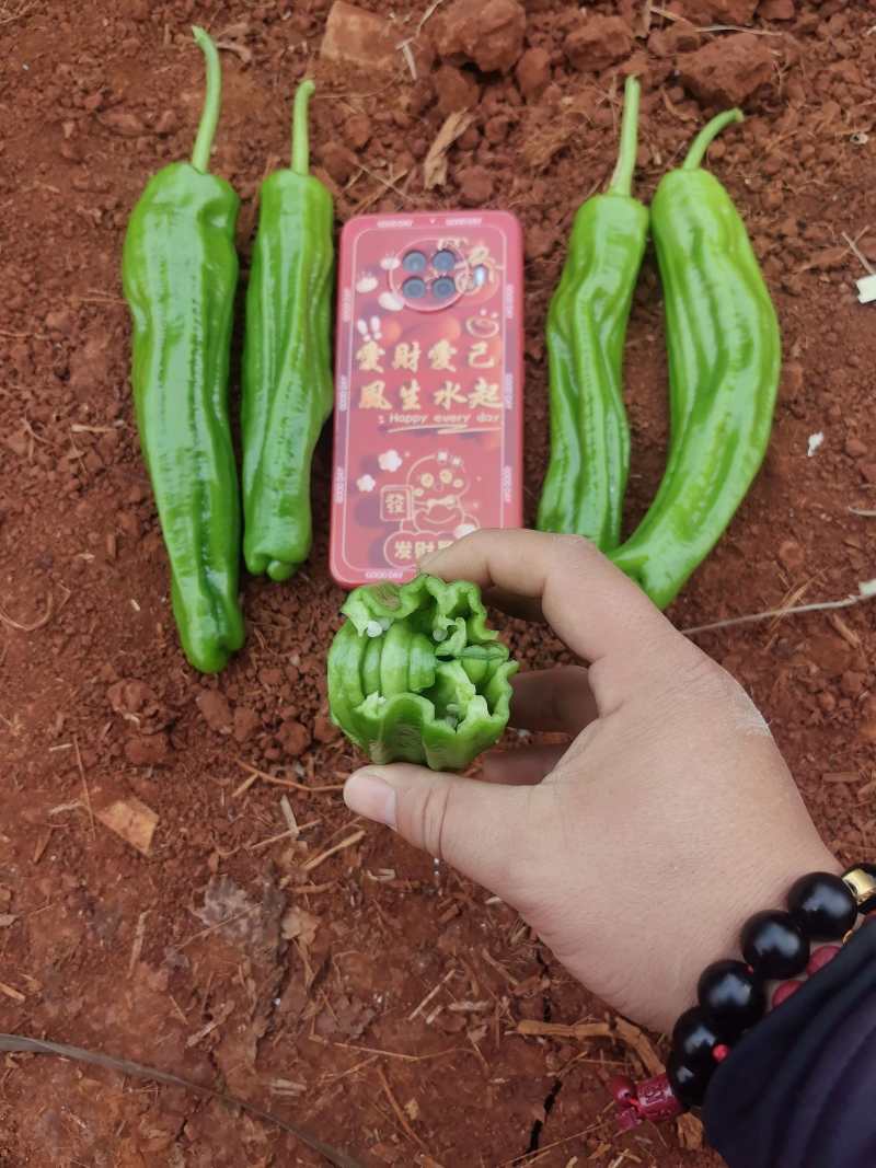 苏椒炮王芜湖椒广东湛江货海南基地直发全国各地