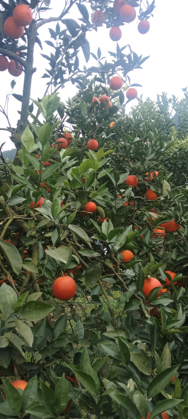 土血橙