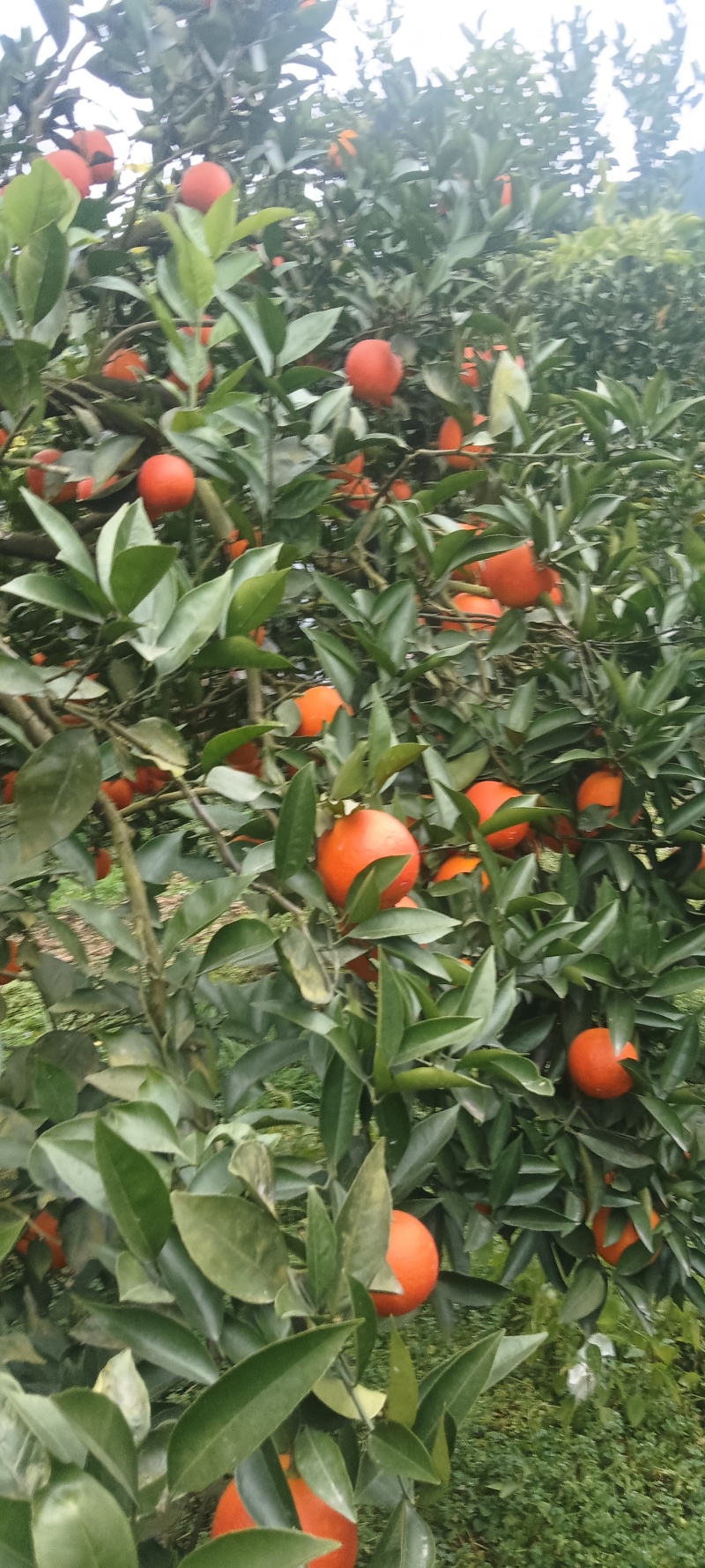 土血橙