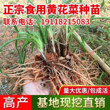 黄花菜种苗金针菜苗基地现挖直发，优质高产食用黄花菜种植苗