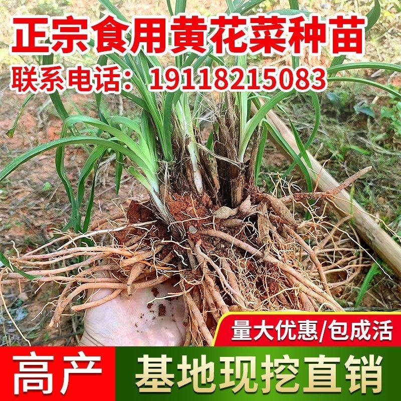 黄花菜种苗金针菜苗基地现挖直发，优质高产食用黄花菜种植苗