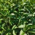 白芽奇兰茶苗培育基地国家良种优质区域性乌龙茶浓香型绿红茶