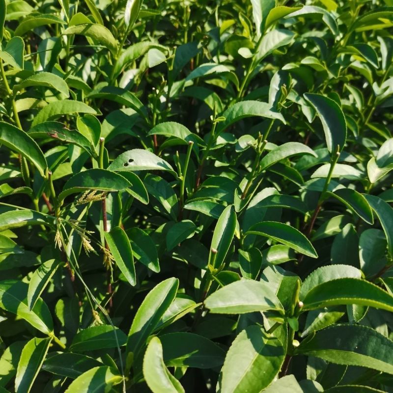 白芽奇兰茶苗培育基地国家良种优质区域性乌龙茶浓香型绿红茶