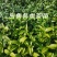 白芽奇兰茶苗培育基地国家良种优质区域性乌龙茶浓香型绿红茶