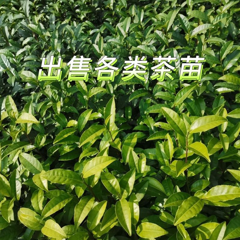 白芽奇兰茶苗培育基地国家良种优质区域性乌龙茶浓香型绿红茶