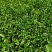 白芽奇兰茶苗培育基地国家良种优质区域性乌龙茶浓香型绿红茶