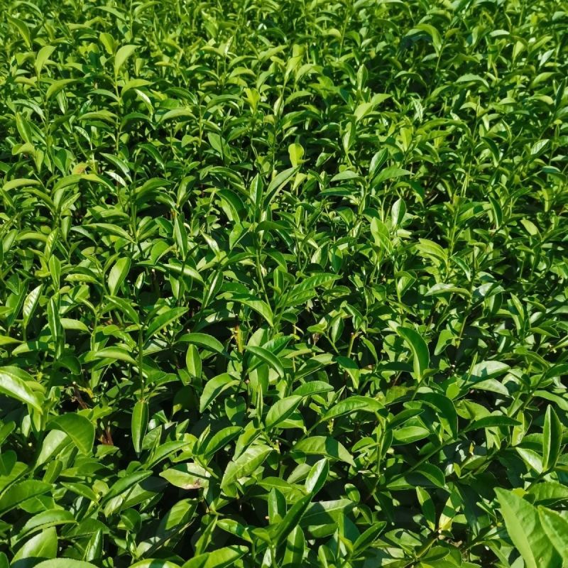 白芽奇兰茶苗培育基地国家良种优质区域性乌龙茶浓香型绿红茶