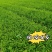 白芽奇兰茶苗培育基地国家良种优质区域性乌龙茶浓香型绿红茶
