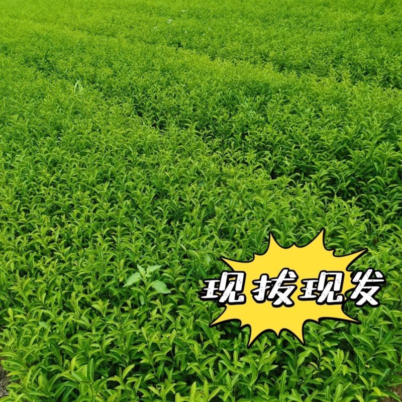 白芽奇兰茶苗培育基地国家良种优质区域性乌龙茶浓香型绿红茶