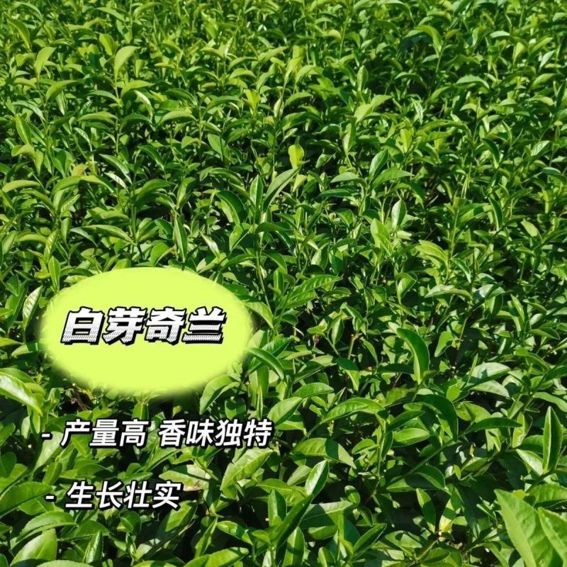 白芽奇兰茶苗培育基地国家良种优质区域性乌龙茶浓香型绿红茶