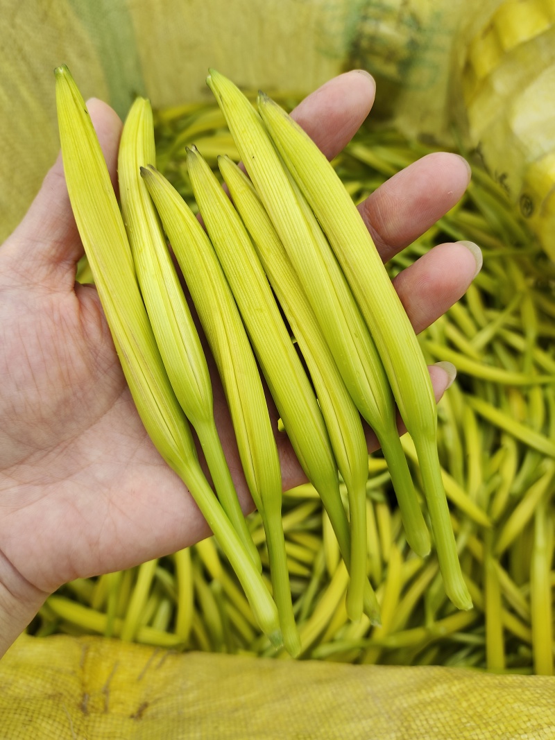 黄花菜种苗金针菜苗基地现挖直发，优质高产食用黄花菜种植苗