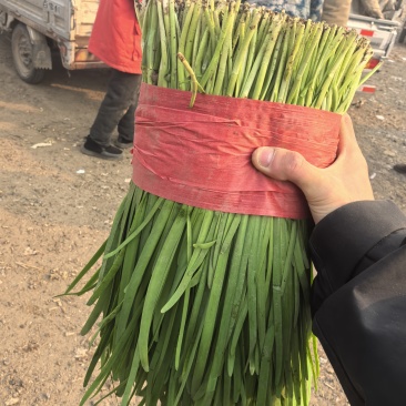 大量头刀二刀韭菜