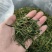 经典出口毛尖【炭火烘焙】中国+东南亚！不间断循环茶品！