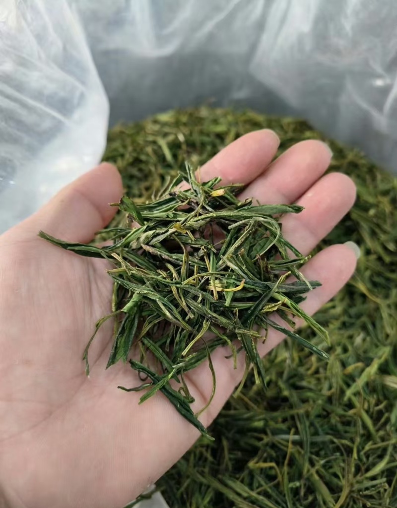 经典出口毛尖【炭火烘焙】中国+东南亚！不间断循环茶品！