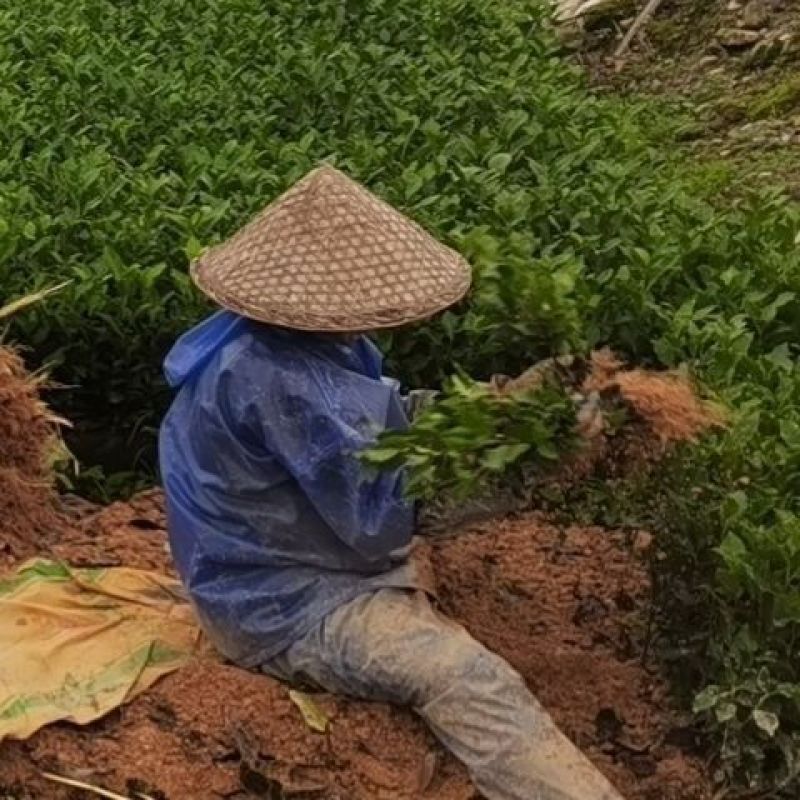 春雨1号基地培育直销量大从优庭院冬青苗绿化苗园林常绿