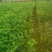 春雨1号基地培育直销量大从优庭院冬青苗绿化苗园林常绿