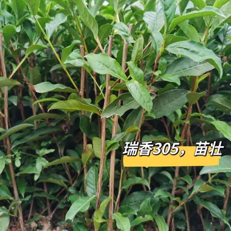 瑞香305一年冬季苗高香乌龙茶苗瑞香305一年冬季苗壮