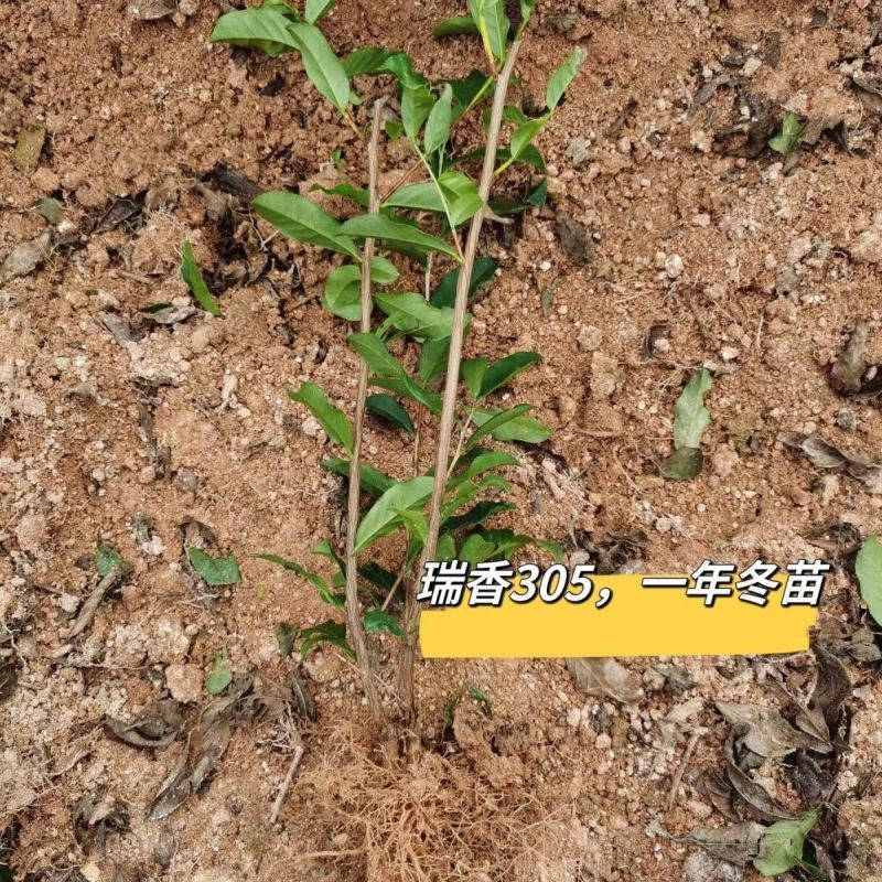 瑞香305一年冬季苗高香乌龙茶苗瑞香305一年冬季苗壮