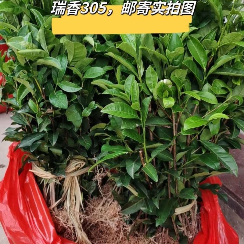 瑞香305一年冬季苗高香乌龙茶苗瑞香305一年冬季苗壮