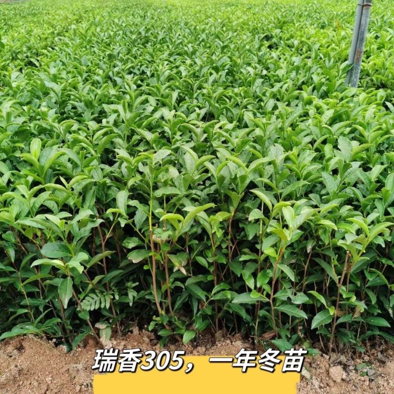 瑞香305一年冬季苗高香乌龙茶苗瑞香305一年冬季苗壮