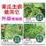 霜霉疫病靶斑病专用妙打武霜®11%噬菌肽铜