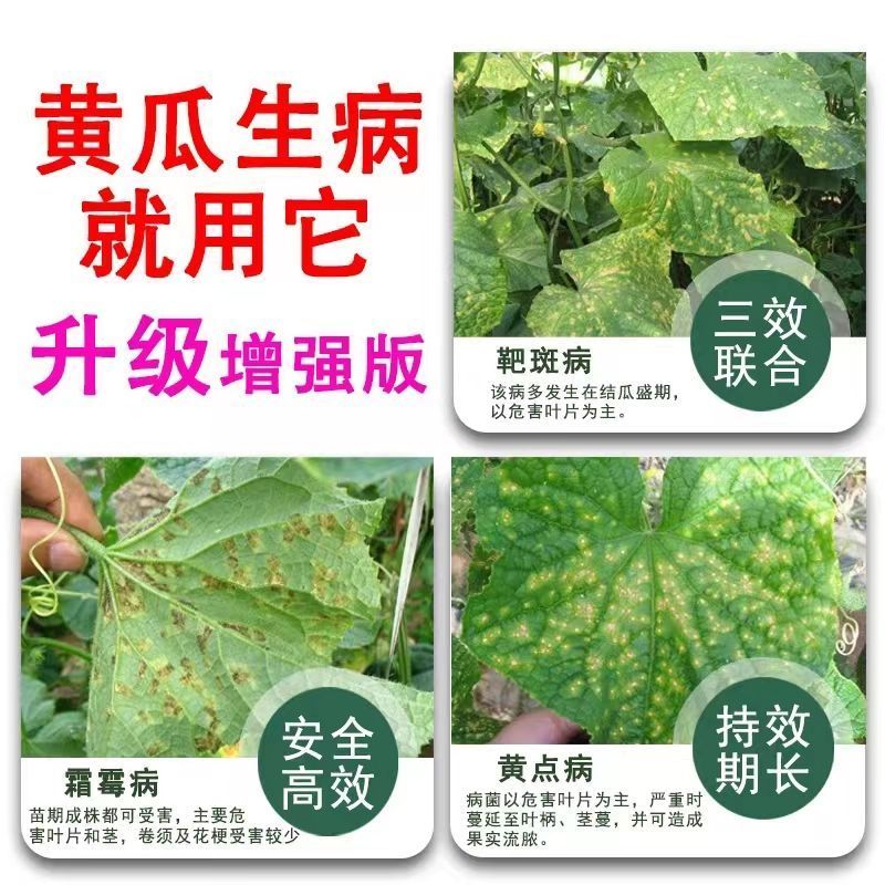 霜霉疫病靶斑病专用妙打武霜®11%噬菌肽铜