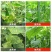 霜霉疫病靶斑病专用妙打武霜®11%噬菌肽铜