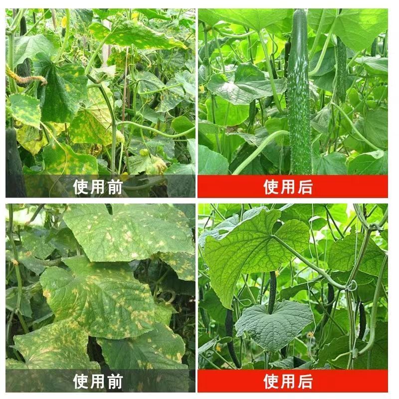 霜霉疫病靶斑病专用妙打武霜®11%噬菌肽铜
