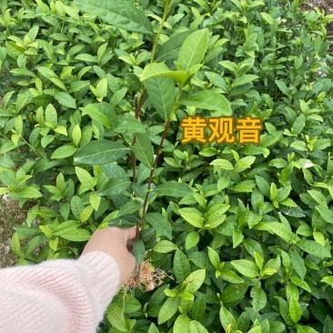黄观音105苗壮基地培育直销
