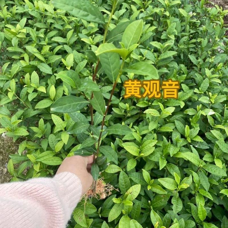 黄观音105苗壮基地培育直销