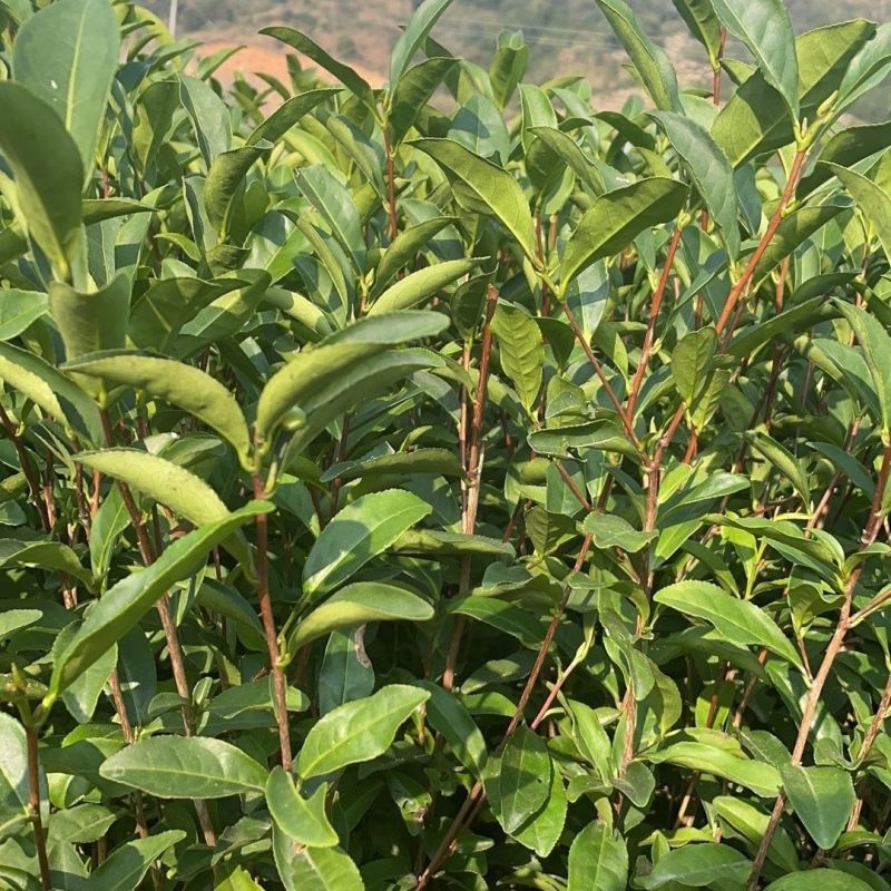 武夷岩茶肉桂茶苗,多年经验的专家培育,冬季春季直发园林室