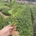 武夷岩茶肉桂茶苗,多年经验的专家培育,冬季春季直发园林室