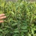 武夷岩茶肉桂茶苗,多年经验的专家培育,冬季春季直发园林室
