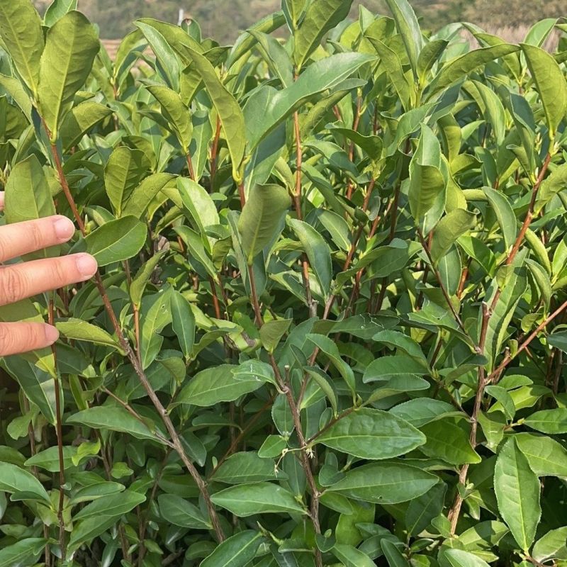 武夷岩茶肉桂茶苗,多年经验的专家培育,冬季春季直发园林室