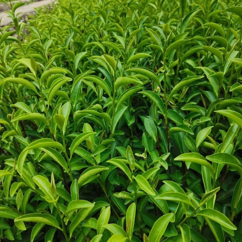 武夷岩茶肉桂茶苗,多年经验的专家培育,冬季春季直发园林室