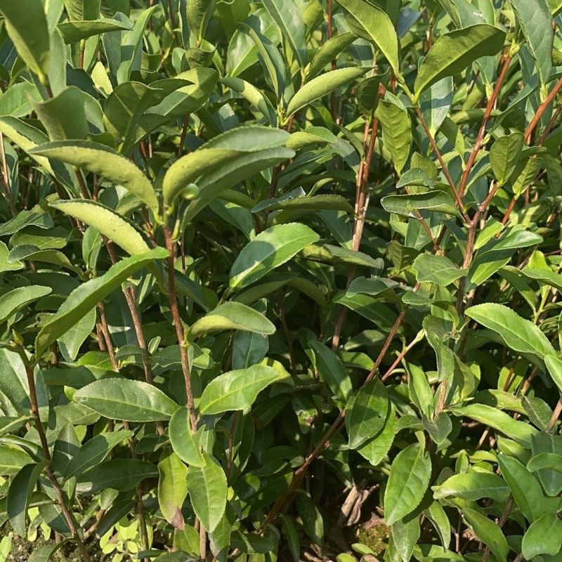 武夷岩茶肉桂茶苗,多年经验的专家培育,冬季春季直发园林室