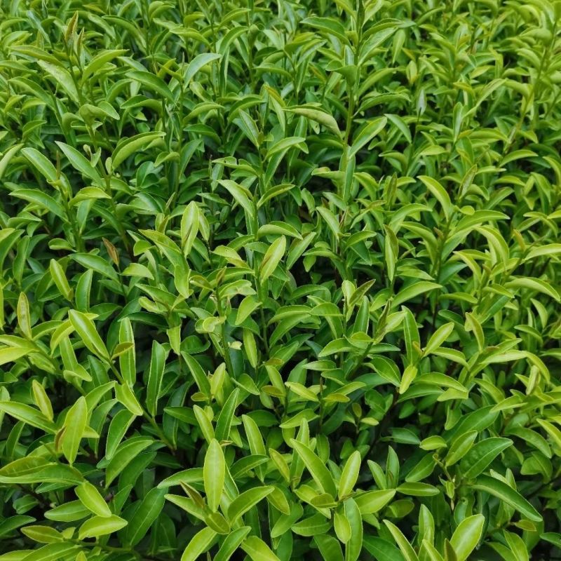 武夷岩茶肉桂茶苗,多年经验的专家培育,冬季春季直发园林室
