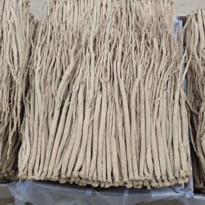 甘肃白条党参