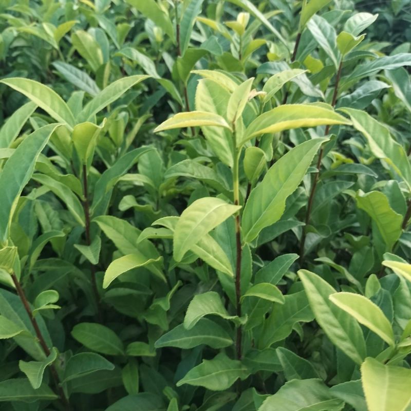 黄玫瑰苗壮须美基地培育直销量大从优