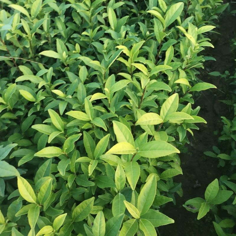 黄玫瑰苗壮须美基地培育直销量大从优