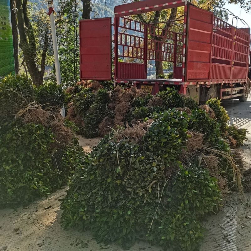 黄玫瑰苗壮须美基地培育直销量大从优