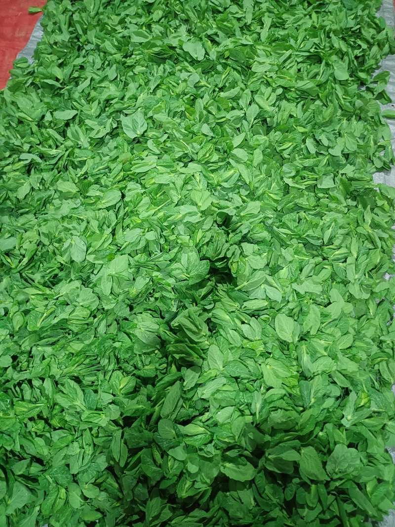 高原露天精品豌豆苗定制