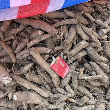大量收玄参亳州周圈不限量