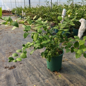 蓝莓盆栽1加仑，1.5加仑带花果，F6-L25