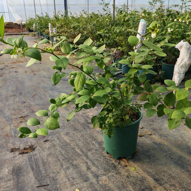 蓝莓盆栽1加仑，1.5加仑带花果，F6-L25