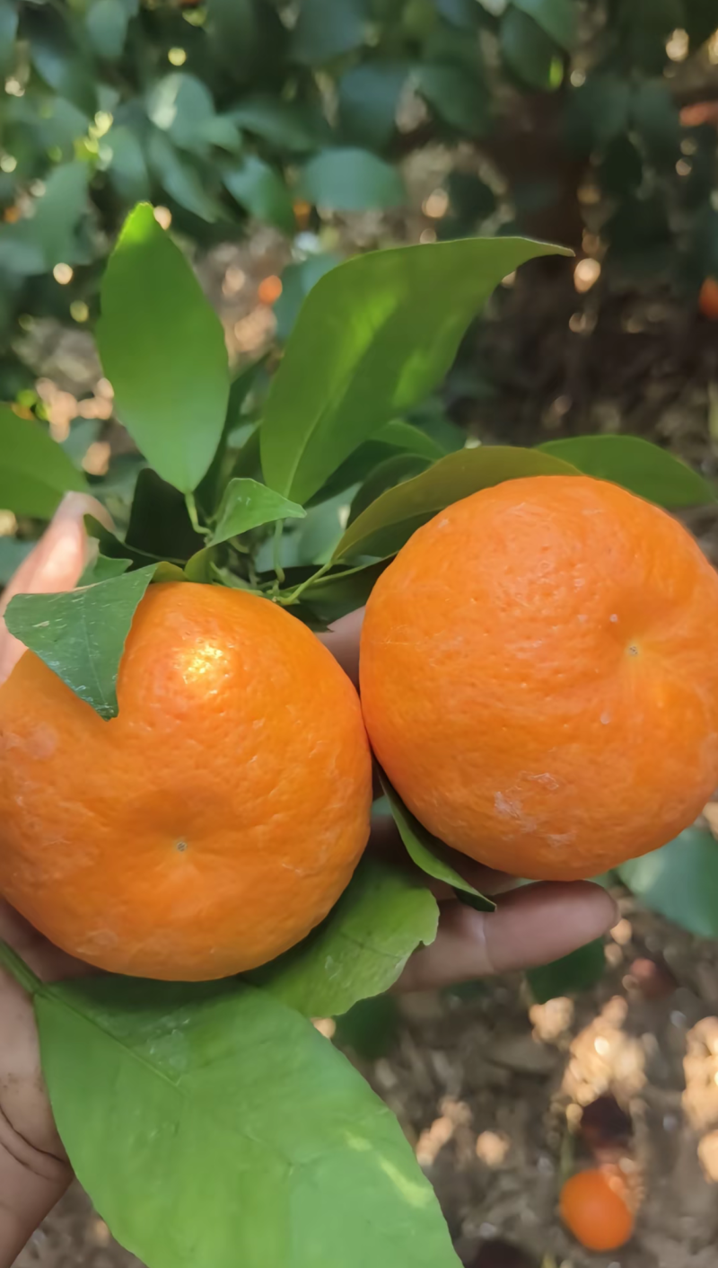 沃柑