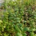蓝莓盆栽1加仑，1.5加仑带花果，F6-L25