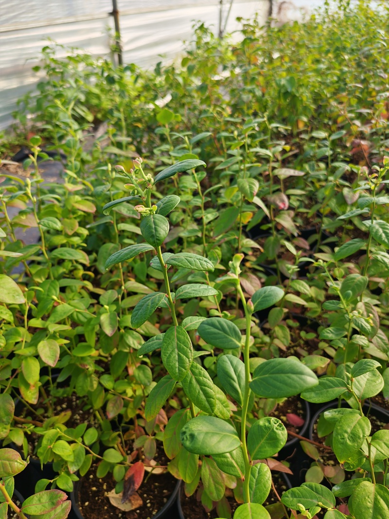 蓝莓盆栽1加仑，1.5加仑带花果，F6-L25