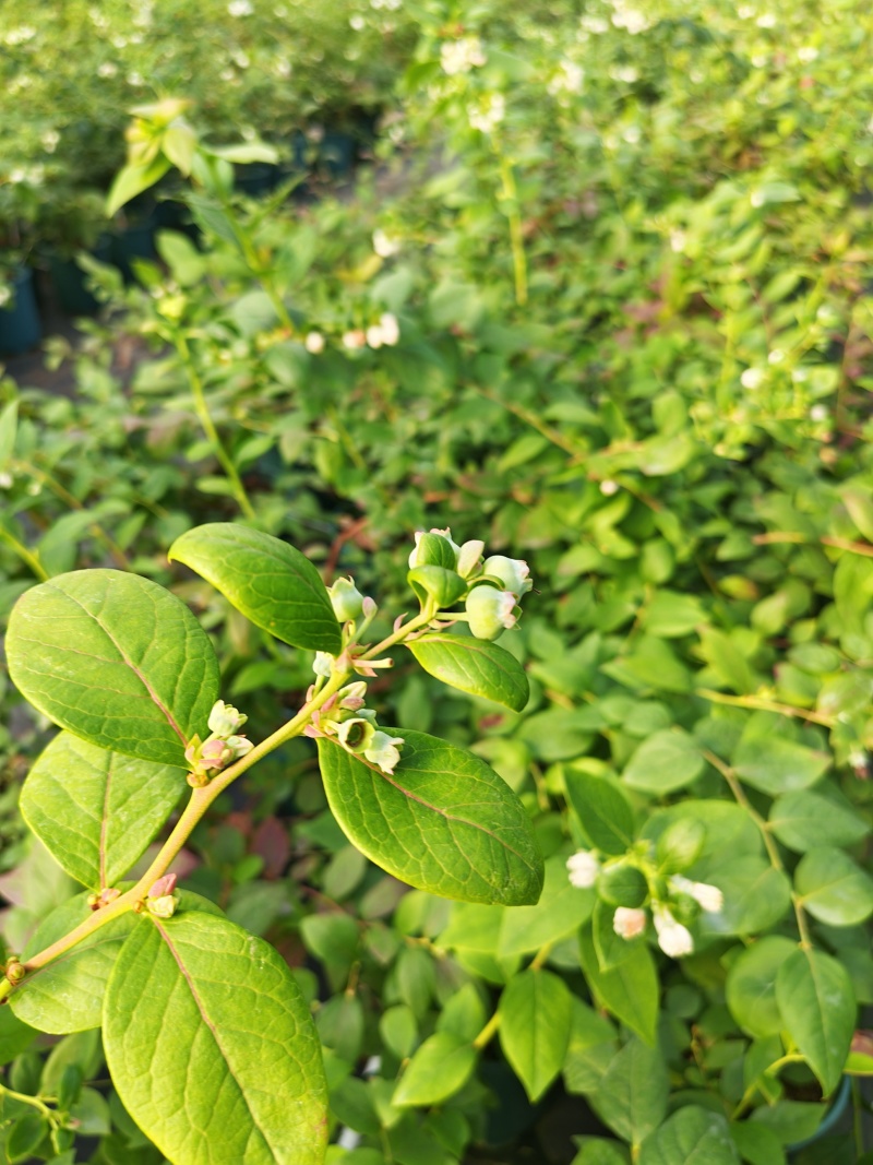 蓝莓盆栽1加仑，1.5加仑带花果，F6-L25